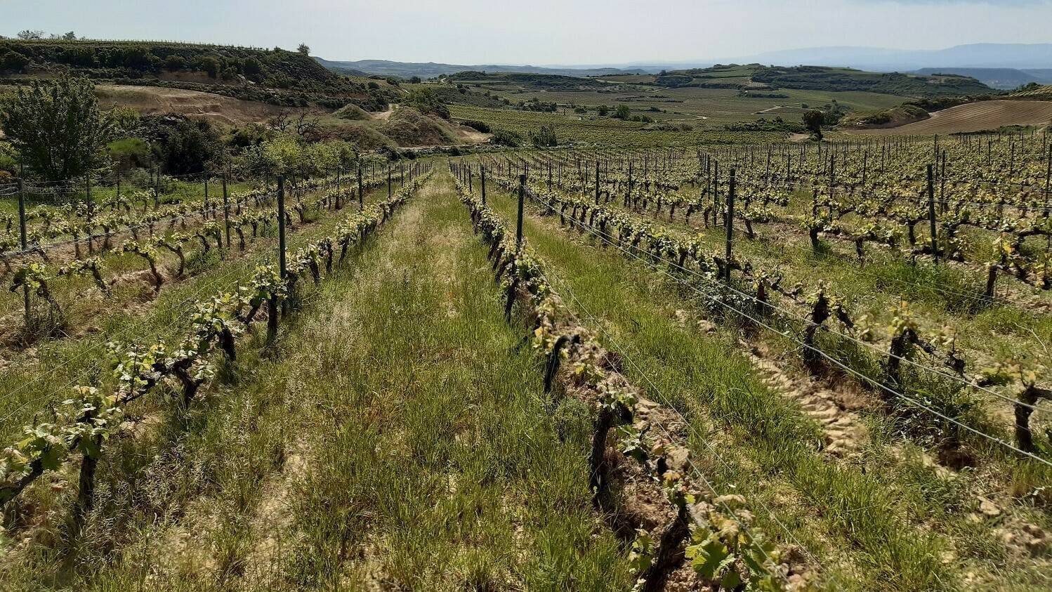 Proyecto Montclima en Rioja Alavesa (baja)